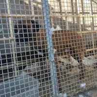 پیتبول نر یک ساله