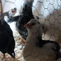 جوجه خروس خال سوزنی  و طوسی