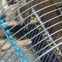 سهره|پرنده|کوهدشت, |دیوار