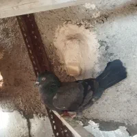 کفتر ماده|پرنده|مرودشت, بیست متری بیمارستان|دیوار