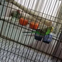 مرغ عشق|پرنده|کرج, مصباح|دیوار