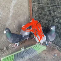 سلام این سه تا کفتر گمشدند|حیوانات|سراوان, |دیوار