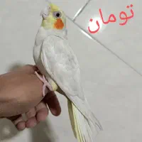عروس دستی|پرنده|تفت, |دیوار