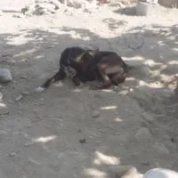 سگ مالینویز|سگ|میناب, |دیوار