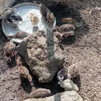 جوجه همراه مادر موجوده