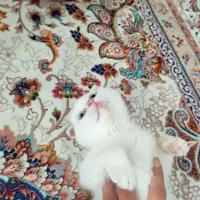 گربه اسکاتیش