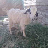 یک راس کهره ماده