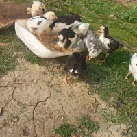 مرغ گلین  قلم سیاه خال  خالی ریشو باجوجه|حیوانات مزرعه|بهنمیر, |دیوار