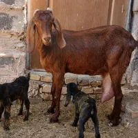 بزدورگ پاکستانی دوقلو زا بامورسیاه دوقلو زا وشیرا0|حیوانات مزرعه|یزد, |دیوار