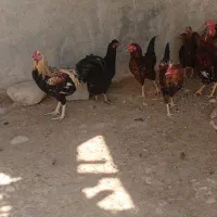مرغ و خروس محلی|حیوانات مزرعه|بیرم, |دیوار