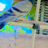 یک عدد جوجه چاهی گرفتتی