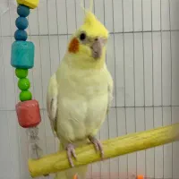 فروش عروس هلندی نر یا معاوضه با ماده
