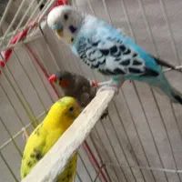 یک جفت مرغ عشق سرحال سالم