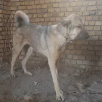 پژدر ماده