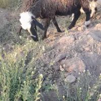 ۵ عدد میش اوستن|حیوانات مزرعه|راین, |دیوار