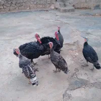 چهار بوقلمون ماده ودوتا بوقلمون نر موجود هست