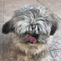 سگ یک ساله شیتزو اشپیتز