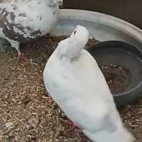 کفتر سفید|پرنده|محمدشهر, شهرک پیام (مهرالبرز)|دیوار