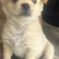 سگ پاپی خوشکل رنگ شکری|سگ|شیبکوه (فارس), |دیوار