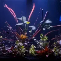 ماهی اکواریوم