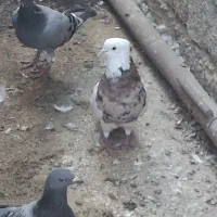 کبوتر دمسفید و توقی درجه ۱