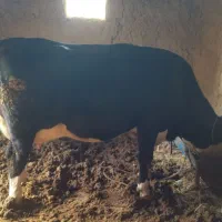 گاو سیمینتال با گوساله|حیوانات مزرعه|مشهد, خواجه ربیع|دیوار