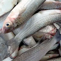 مای گاریز کورزین مخصوص