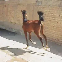 اسب|اسب و تجهیزات اسب‌سواری|لردگان, |دیوار