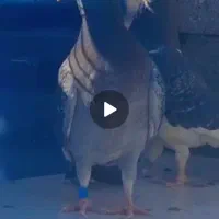 کفتر|پرنده|شیراز, داریون|دیوار