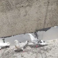 کبوتر
