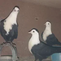 کلاغ کلاغ کربلایی