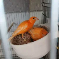 قناری سرخ طبیعی جوجه