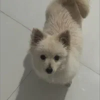 پامرین شیتزو