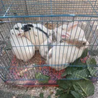 خرگوش فروشی|موش و خرگوش|شهریار, شهریار|دیوار