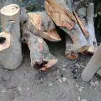 چوب زغالی درخت آزاد