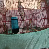 عروس هلندی و فنج نرگسی شکلاتی