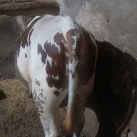 گوسال سیمتال نر عالی