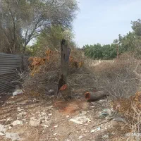 قطع و هرس درخت