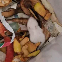 همستر یک جفت با یک بچه ۶۰۰ تمن