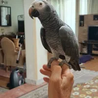 کاسکوی گم شده (ترک قفس)