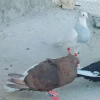 تافته ای  و سیاه دم سفید و یال گلدار معاوضه نقره