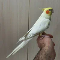 عروس هلندی بالغ