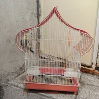 عروس هلندی با قفس