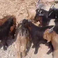 کهره نر وماده چاق