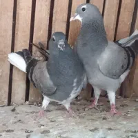 خرقه روس