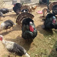 فروش بوقلمون