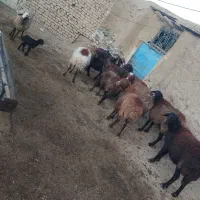 میش آبستن افشاری|حیوانات مزرعه|سبزوار, قائم|دیوار