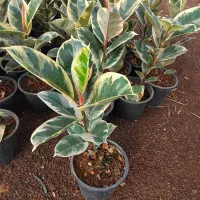 فیکوس یاقوتی|گل و گیاه طبیعی|اصفهان, حسین‌آباد|دیوار