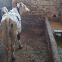 گوساله نر سیمنتال مونت