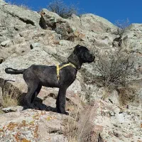 سگ سرابی-افغانی